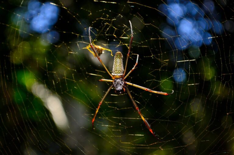 Spinnen auf Bali: Diese Arten begegnen dir im Urlaub Spinnen Bali – Goldene Seidenspinne im Netz